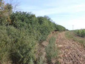Prodej pole, Žihle, 6167 m2