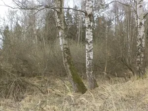 Dražba louky, Chlum u Třeboně, 6727 m2