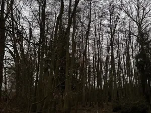 Prodej lesa, Předslav, 6263 m2