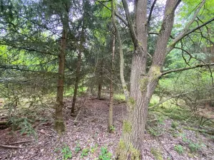 Prodej lesa, Blížejov - Lštění, 6627 m2