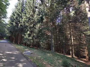 Prodej lesa, Hartinkov, 8121 m2