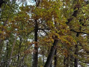 Prodej lesa, Chrášťany, 11900 m2