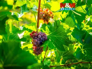 Prodej pole, Šardice, 56699 m2