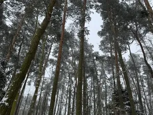 Prodej podílu lesa, Svéradice, 2590 m2