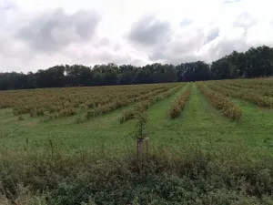 Prodej sadu/vinice, Chelčice, 88749 m2