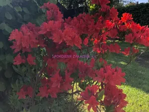 Pronájem bytu 3+1, Česká Lípa, Hálkova, 73 m2