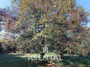 Prodej pozemku, Ostrava - Radvanice, Na Hrázkách, 12371 m2