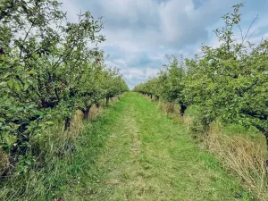 Prodej sadu/vinice, Červené Pečky, 13966 m2