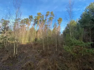 Prodej lesa, Veliny, 5028 m2