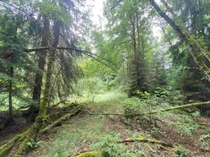 Dražba louky, Krásná, 10460 m2