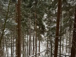 Prodej lesa, Janová, 7449 m2