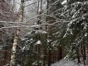 Prodej lesa, Janová, 7449 m2