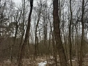 Prodej podílu lesa, Černěves, 9239 m2