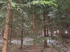 Prodej lesa, Lutonina, 18019 m2