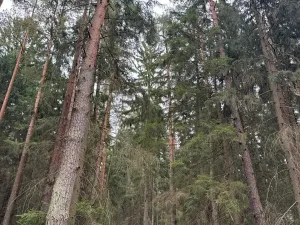 Prodej podílu lesa, Ledenice, 2894 m2