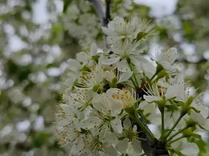 Prodej vícegeneračního domu, Hředle, 398 m2