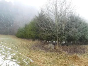 Dražba louky, Horní Planá, 3804 m2