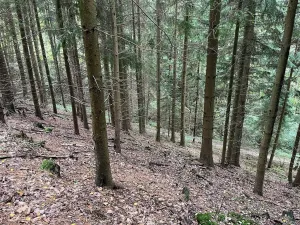 Dražba lesa, Záhoří, 3816 m2