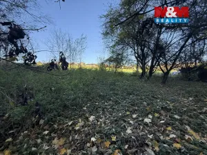 Prodej lesa, Velká Polom, 1901 m2