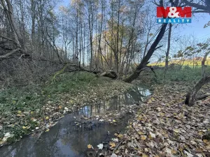 Prodej lesa, Velká Polom, 1901 m2