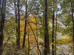 Prodej lesa, Přísečná, 15088 m2