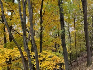 Prodej lesa, Přísečná, 15088 m2