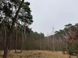 Prodej lesa, Libotenice, 17863 m2