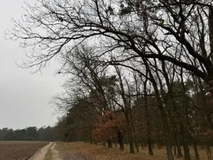 Prodej lesa, Libotenice, 17863 m2