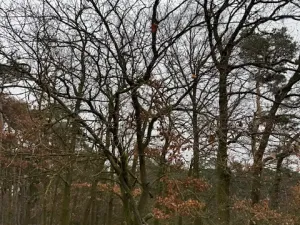 Prodej lesa, Libotenice, 17863 m2