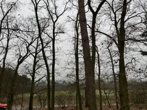 Prodej lesa, Libotenice, 63021 m2