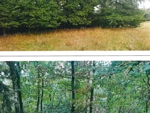 Prodej lesa, Okrouhlá Radouň, 2772 m2