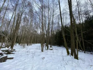 Prodej lesa, Volfířov - Brandlín, 3892 m2