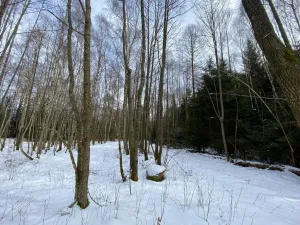 Prodej lesa, Volfířov - Brandlín, 3892 m2