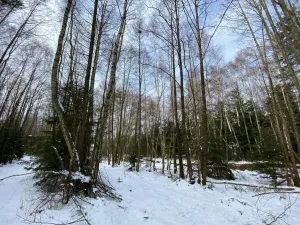 Prodej lesa, Volfířov - Brandlín, 3892 m2