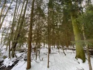 Prodej lesa, Volfířov - Brandlín, 3892 m2