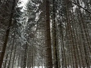 Prodej lesa, Olešník, 5100 m2