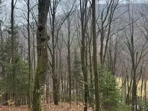 Prodej lesa, Huslenky, 29988 m2