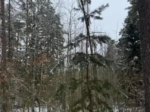 Prodej lesa, Milejovice, 2791 m2