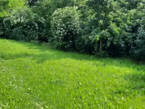 Prodej zahrady, Loučany, 1622 m2