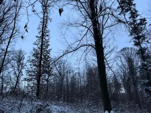 Prodej lesa, Dolní Bousov, 59634 m2