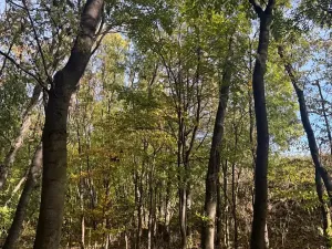 Prodej lesa, Jeníkovice, 12606 m2