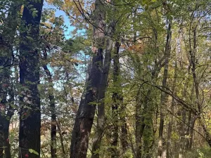 Prodej lesa, Jeníkovice, 12606 m2