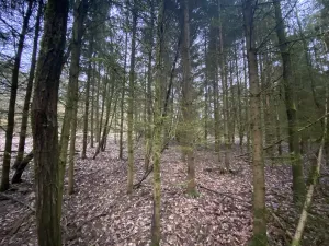 Prodej lesa, Blížejov - Lštění, 6627 m2