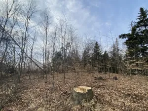 Prodej lesa, Zborov, 9290 m2