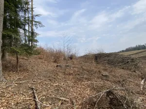 Prodej lesa, Zborov, 9290 m2