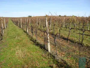 Dražba pozemku, Velké Bílovice, 1672 m2