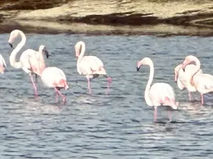 Prodej bytu 3+1, Santa Pola , Alicante, Alicante,  Costa Blanca, Španělsko, 73 m2