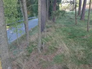 Prodej lesa, Nový Rychnov, 7440 m2