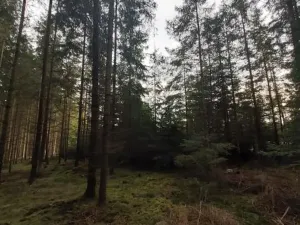 Prodej lesa, Pošná, 12283 m2