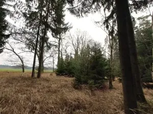 Prodej lesa, Morašice, 11313 m2